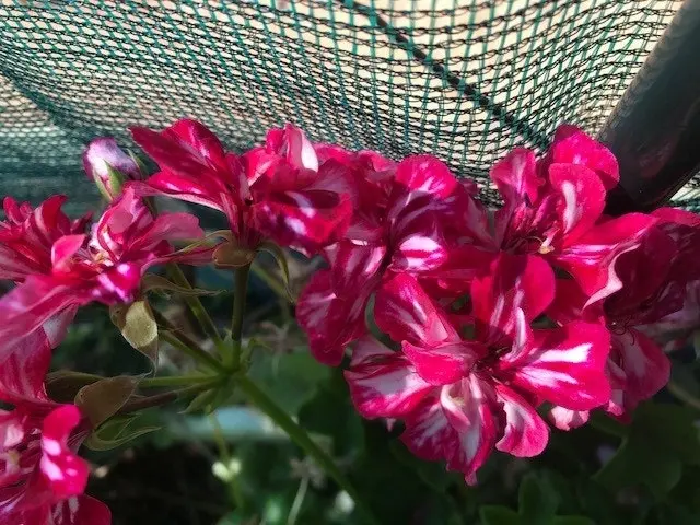 Geranium/Pelargonium 'Stars & Stripes' Cuttings or Potted..