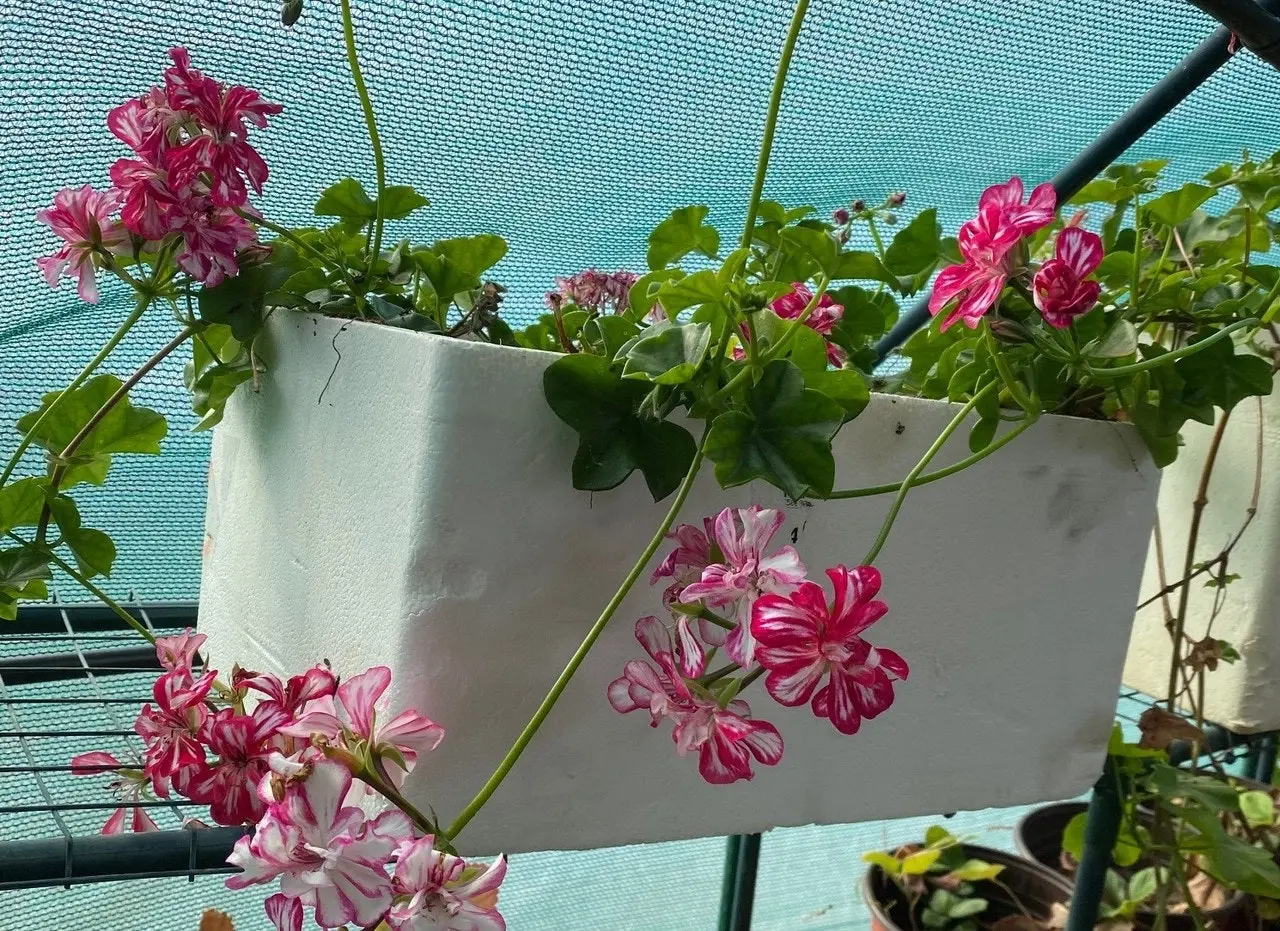 Geranium/Pelargonium 'Stars & Stripes' Cuttings or Potted..