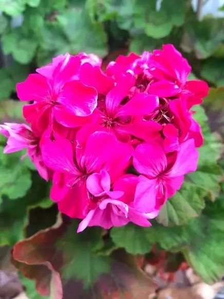 Geranium/Pelargonium Deep Pink..