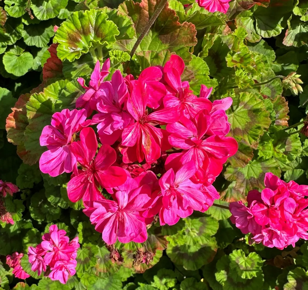 Geranium/Pelargonium Deep Pink..