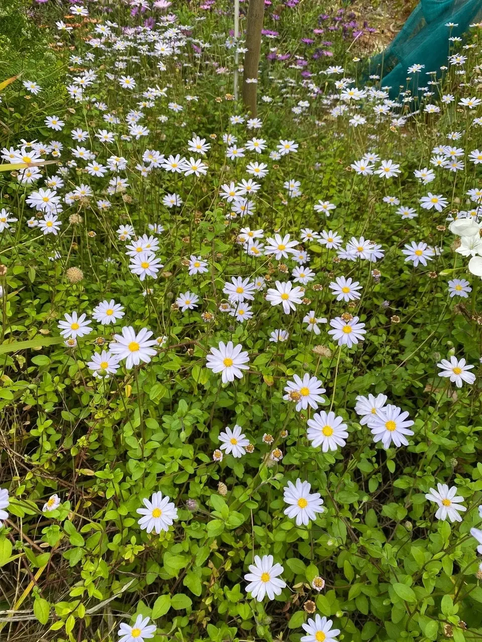 Blue Marguerite Daisy cuttings or potted (Hardy)..