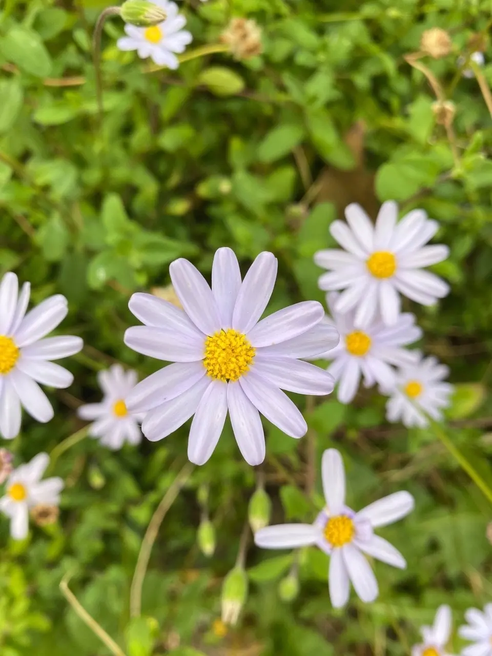 Blue Marguerite Daisy cuttings or potted (Hardy)..