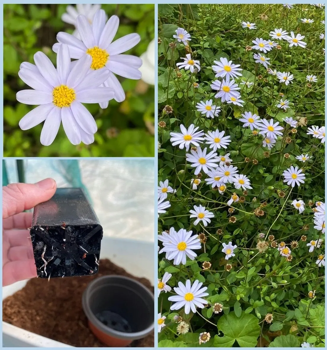 Blue Marguerite Daisy cuttings or potted (Hardy)..