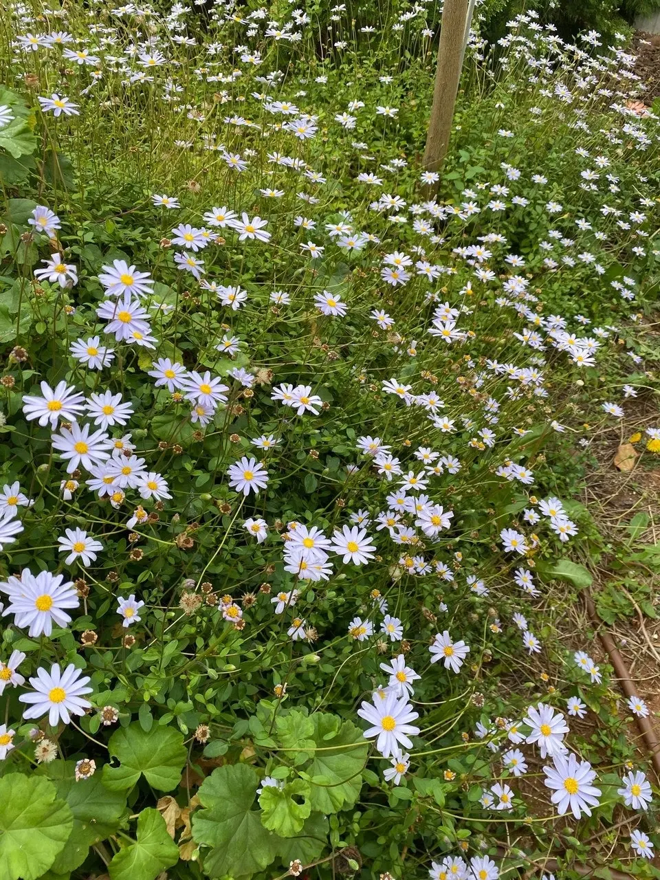 Blue Marguerite Daisy cuttings or potted (Hardy)..