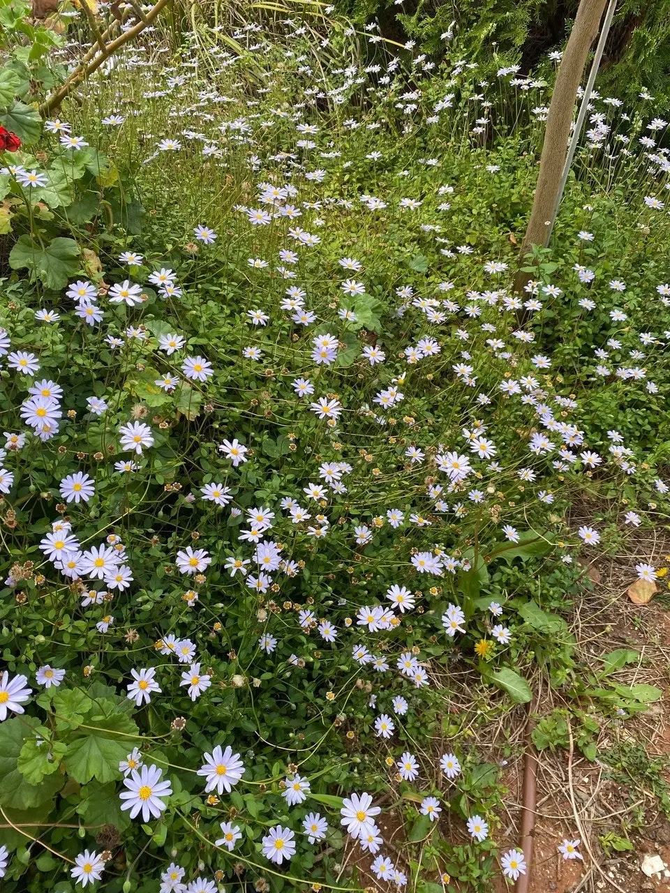 Blue Marguerite Daisy cuttings or potted (Hardy)..