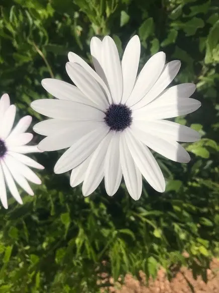 Osteospermum Ecklonis White (African Daisy)..