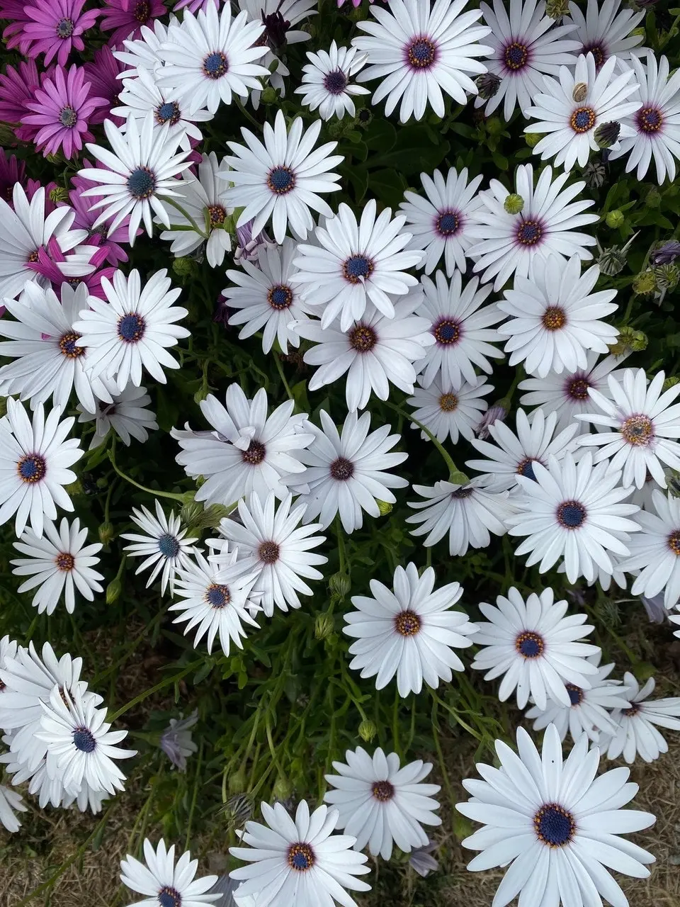 Osteospermum Ecklonis White (African Daisy)..