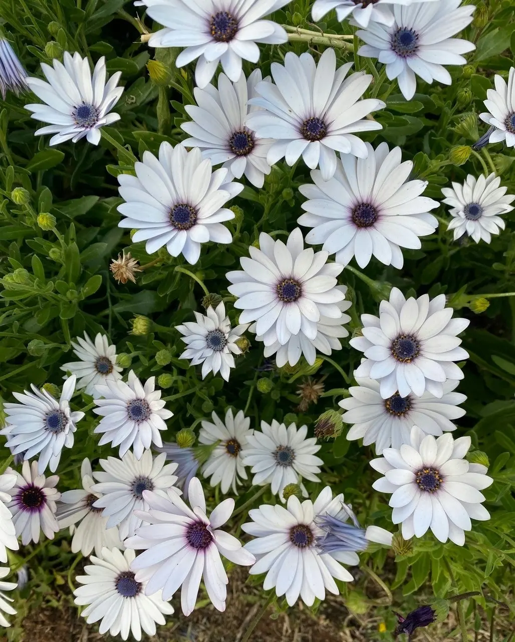 Osteospermum Ecklonis White (African Daisy)..