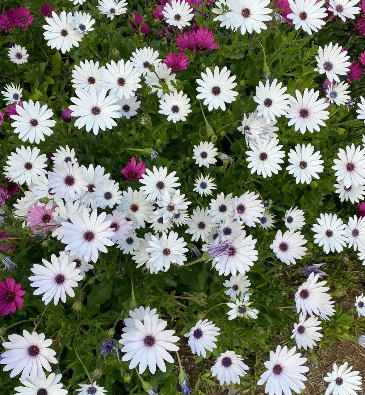 Osteospermum Ecklonis White (African Daisy)..