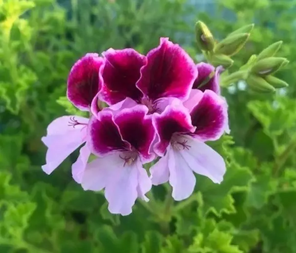 Highton Orissa Angel Pelargonium Live plant Potted..