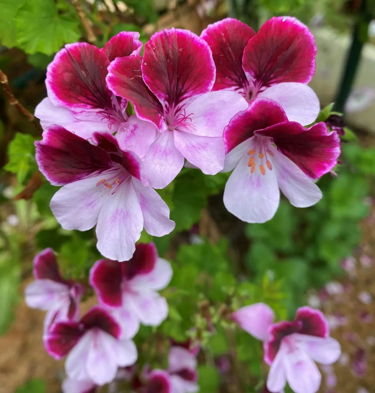 Highton Orissa Angel Pelargonium Live plant Potted..