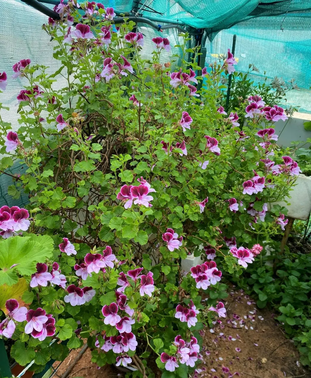 Highton Orissa Angel Pelargonium Live plant Potted..