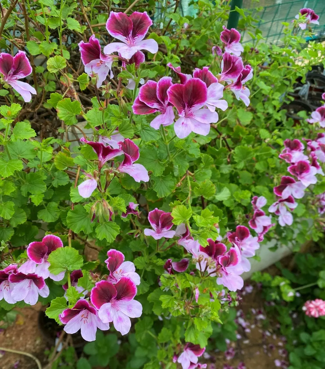 Highton Orissa Angel Pelargonium Live plant Potted..