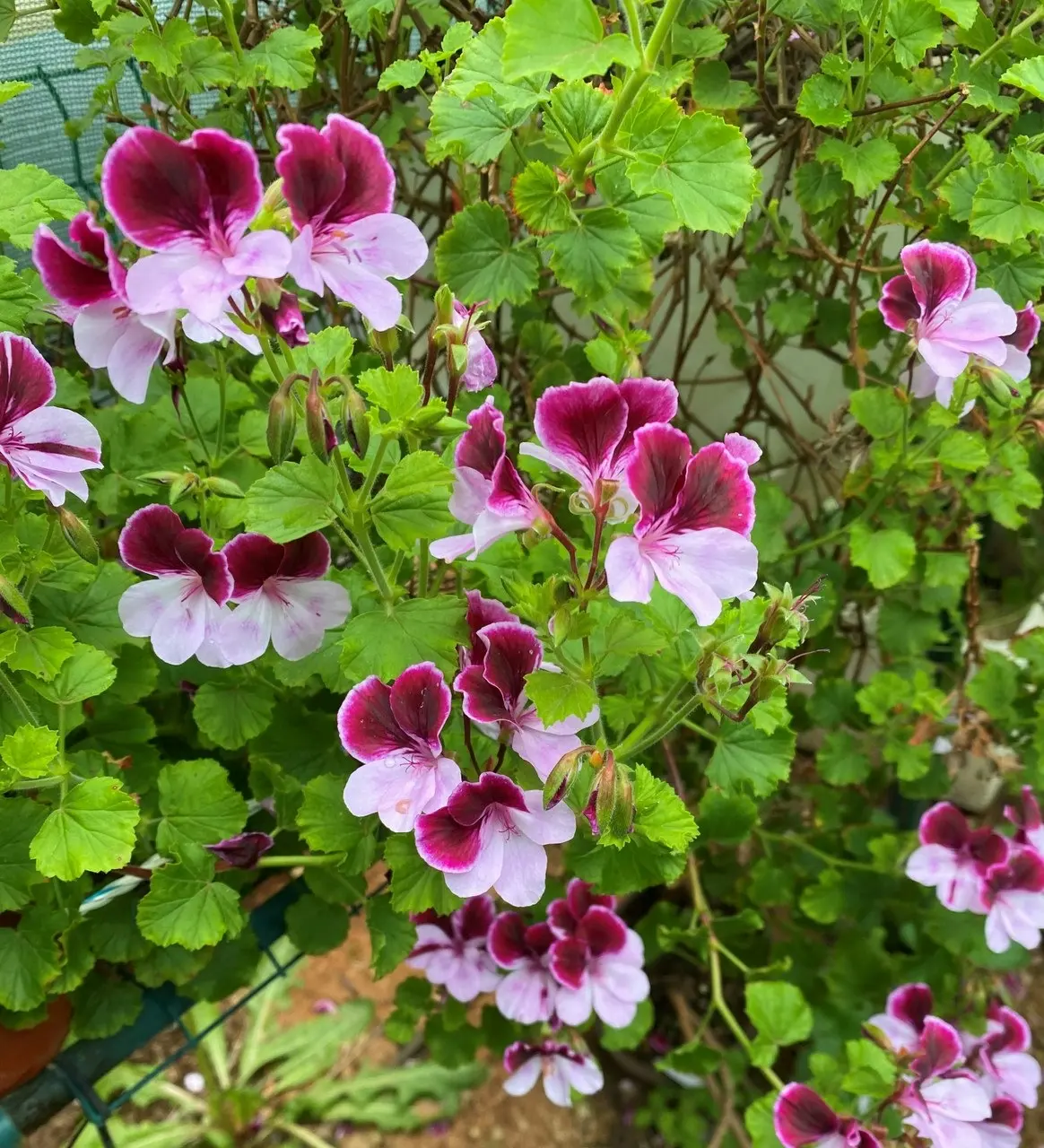 Highton Orissa Angel Pelargonium Live plant Potted..