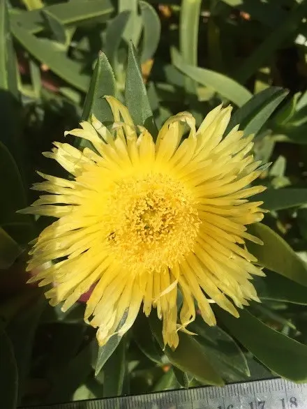 Large Pig-face Plant Huge 10cm Flowers..