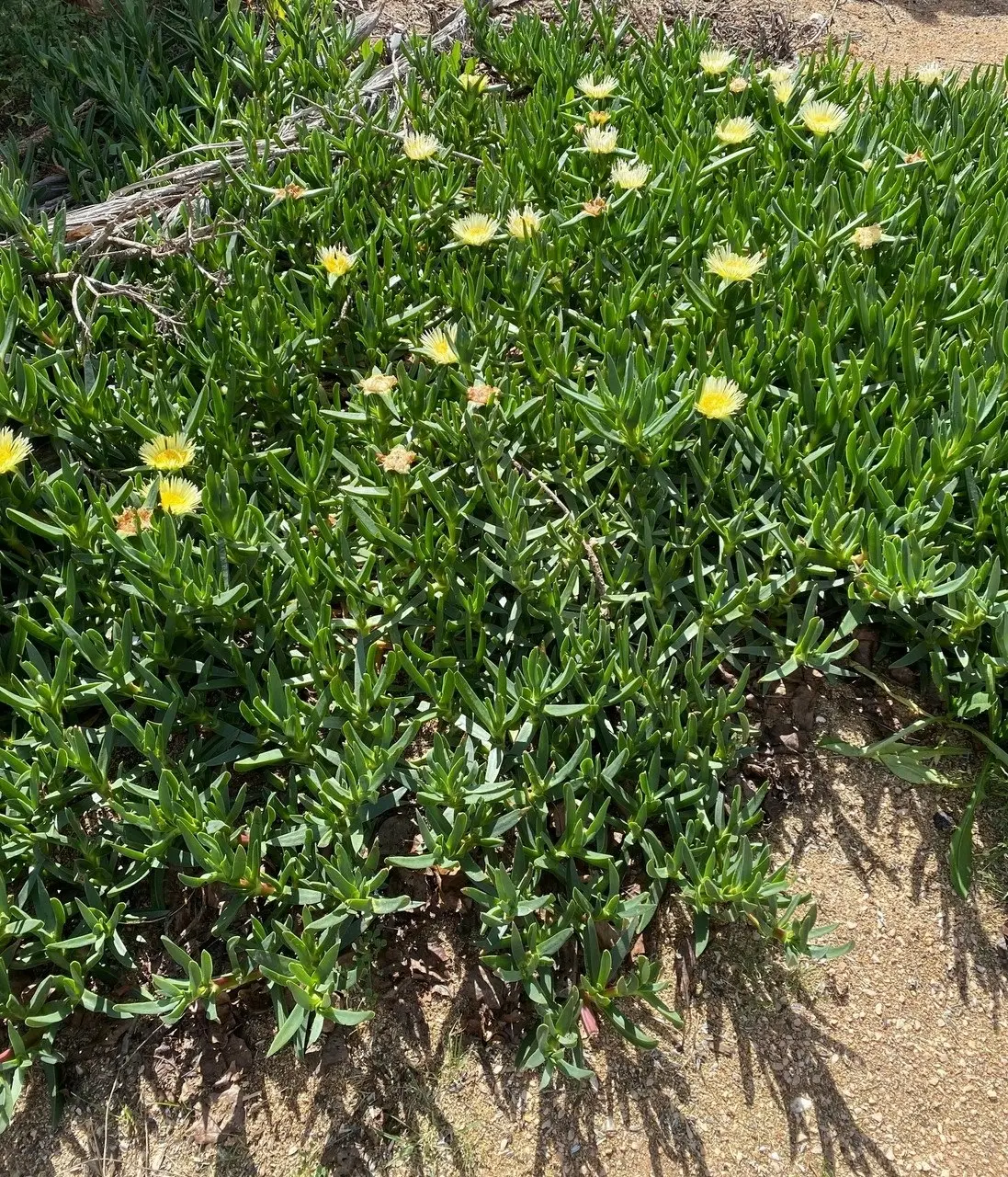 Large Pig-face Plant Huge 10cm Flowers..