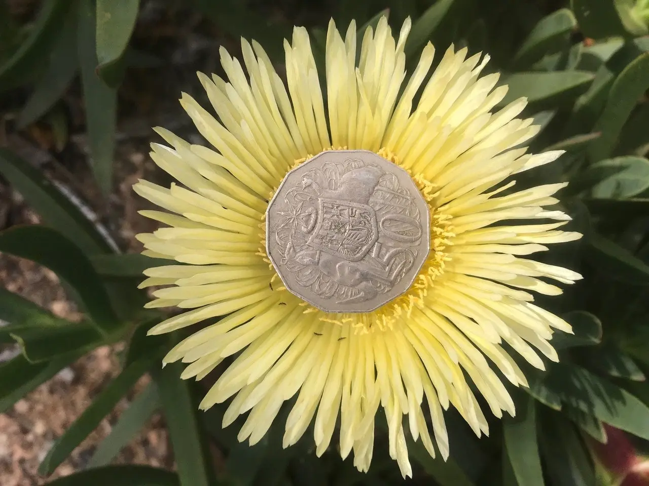 Large Pig-face Plant Huge 10cm Flowers..