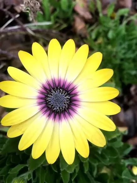 Osteospermum Blue Eyed Beauty (African Daisy)..