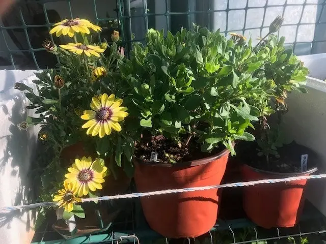 Osteospermum Blue Eyed Beauty (African Daisy)..