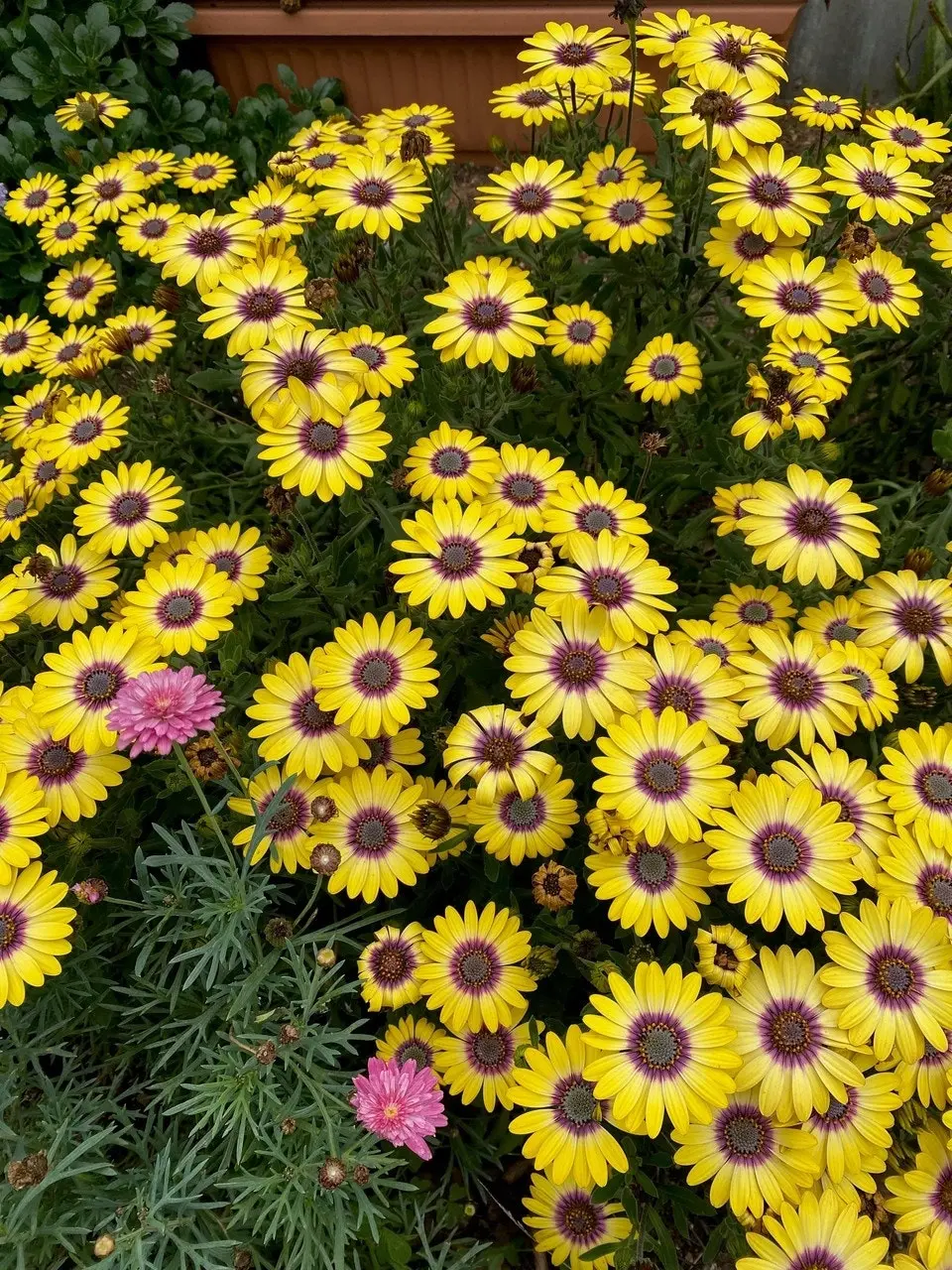 Osteospermum Blue Eyed Beauty (African Daisy)..