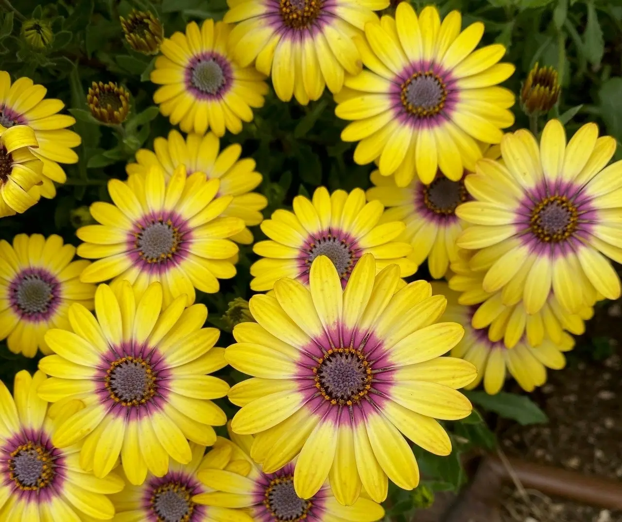 Osteospermum Blue Eyed Beauty (African Daisy)..