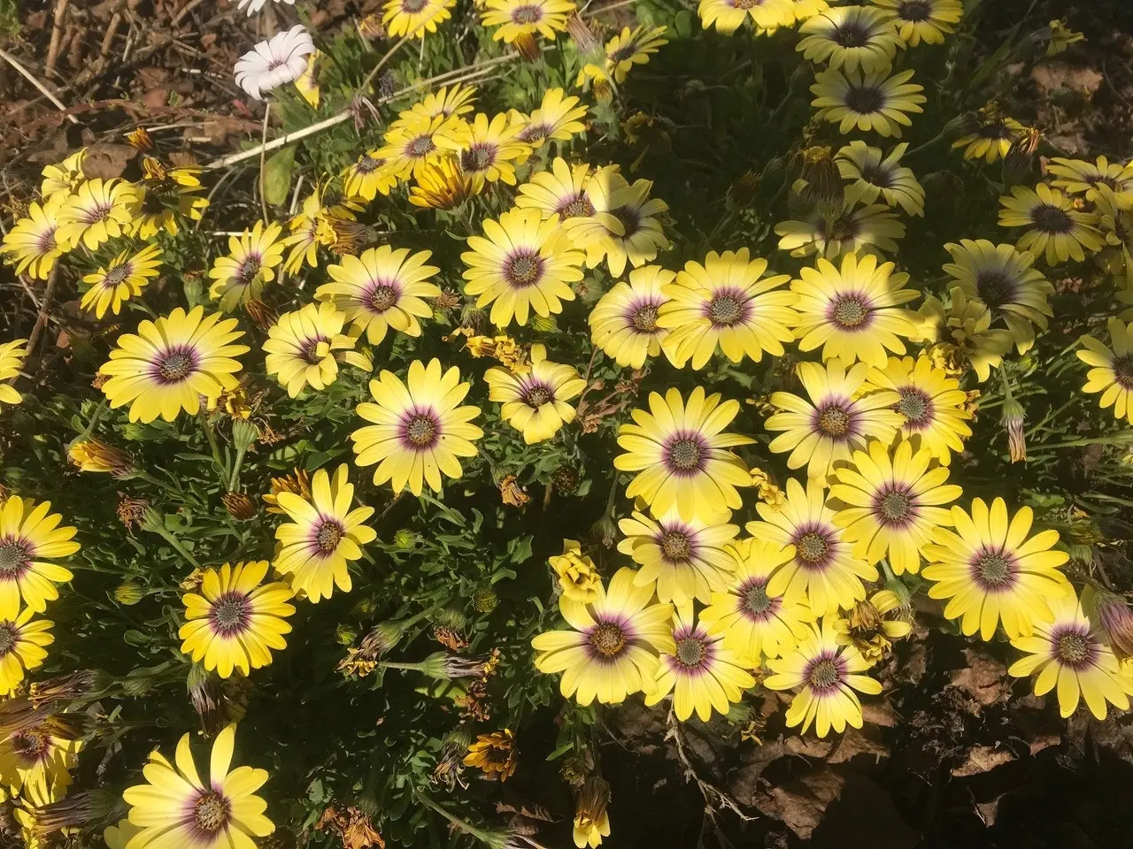 Osteospermum Blue Eyed Beauty (African Daisy)..