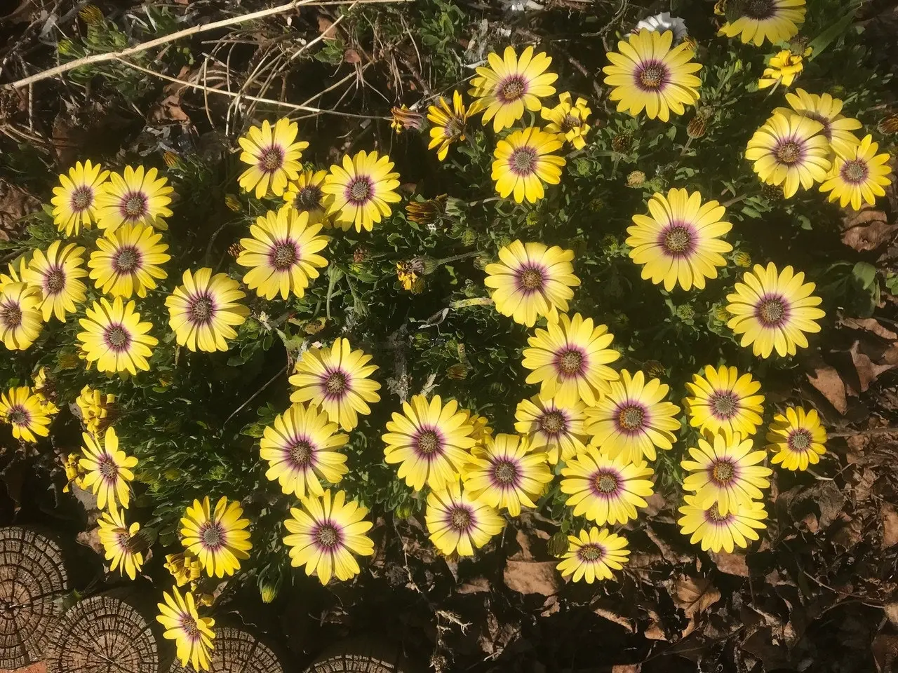 Osteospermum Blue Eyed Beauty (African Daisy)..