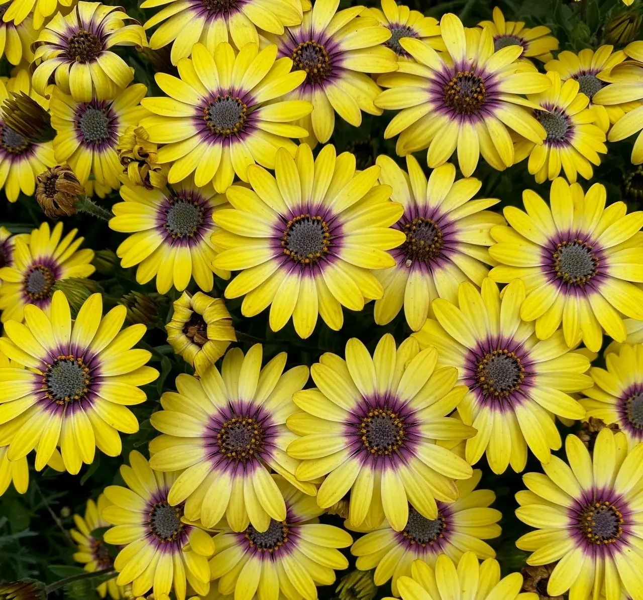 Osteospermum Blue Eyed Beauty (African Daisy)..