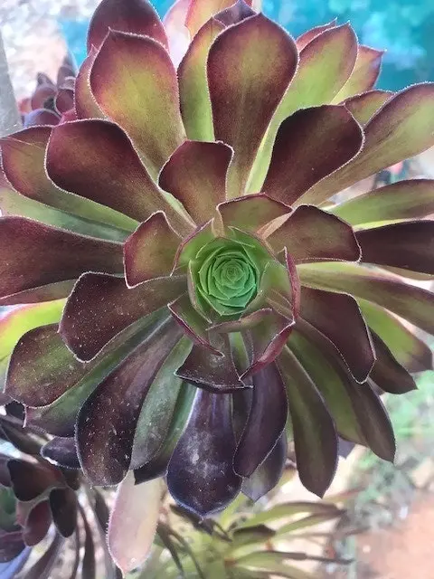 Aeonium Arboreum Succulent cuttings or potted..