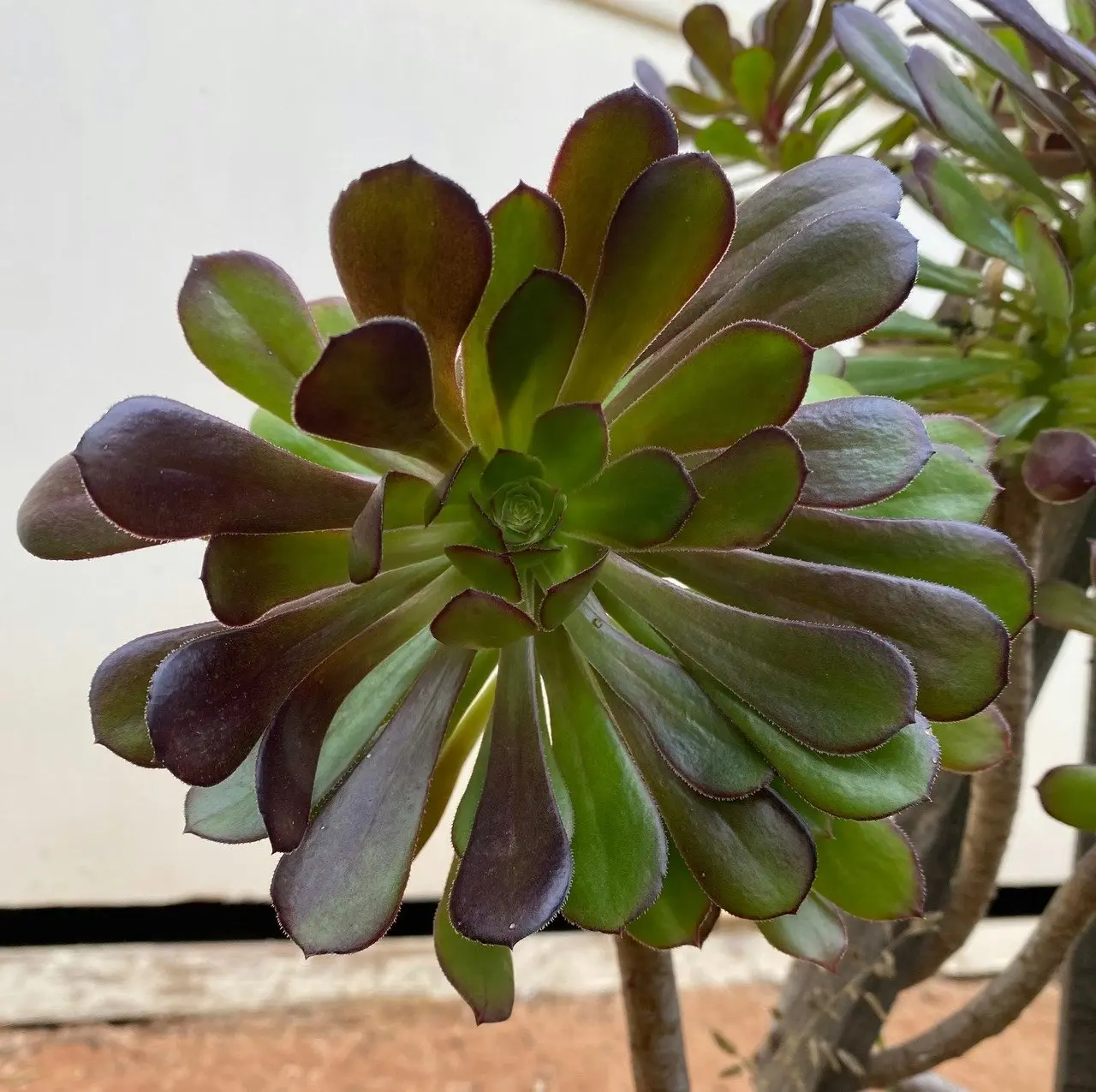 Aeonium Arboreum Succulent cuttings or potted..