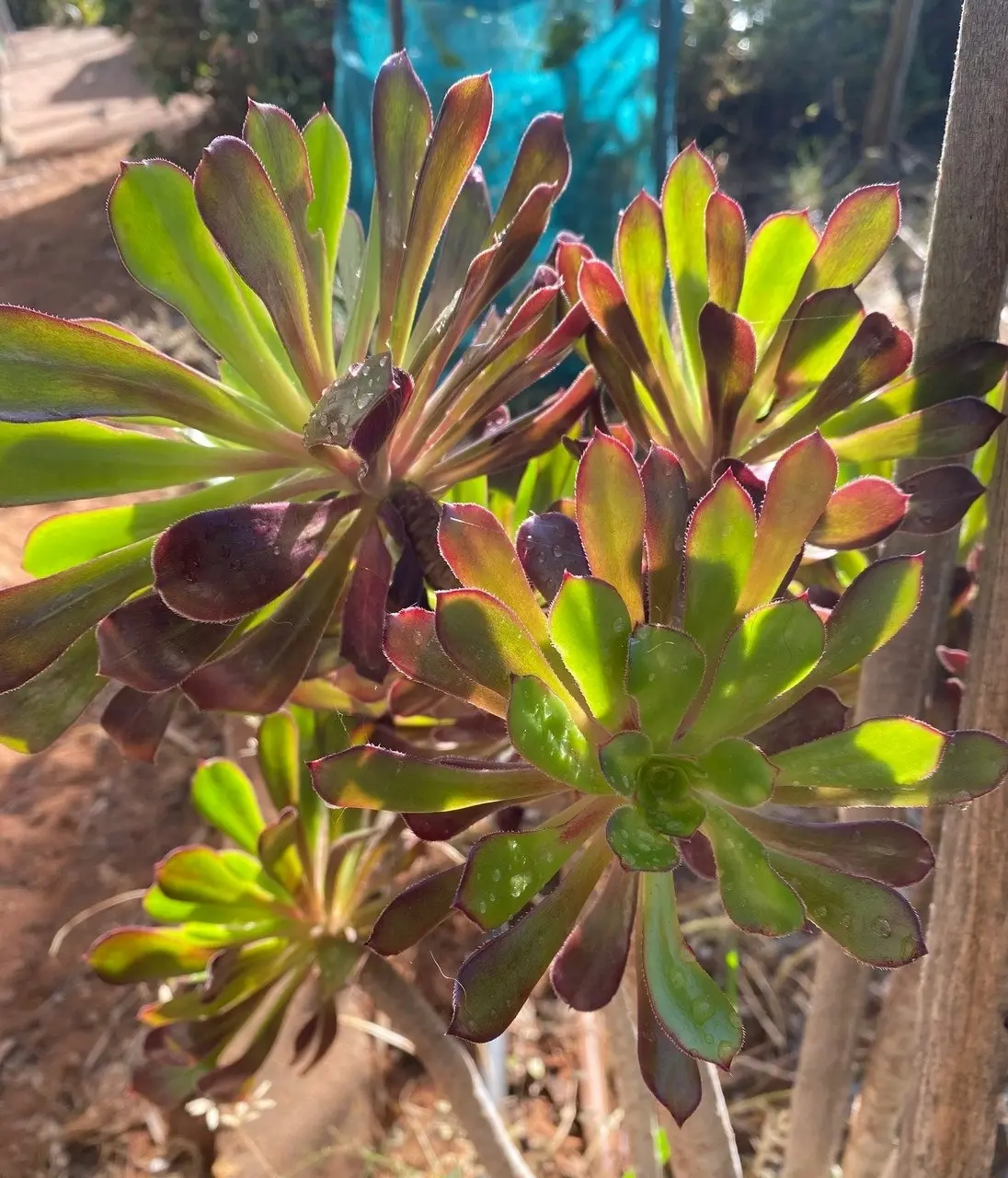 Aeonium Arboreum Succulent cuttings or potted..