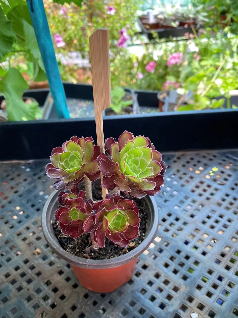 Aeonium Arboreum Succulent cuttings or potted..