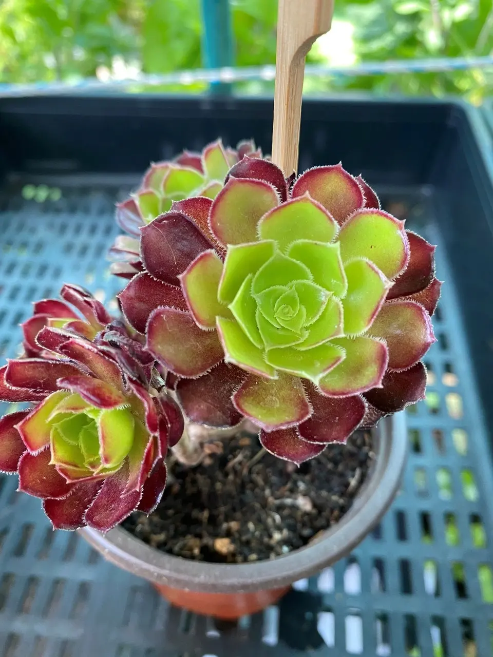 Aeonium Arboreum Succulent cuttings or potted..