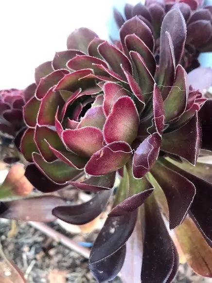 Aeonium Arboreum Succulent cuttings or potted..