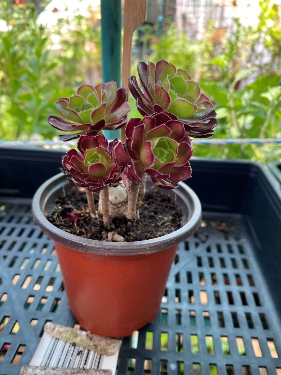 Aeonium Arboreum Succulent cuttings or potted..