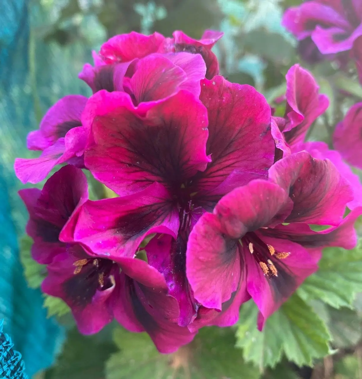 Geranium Oz Azalea cuttings or potted plant..