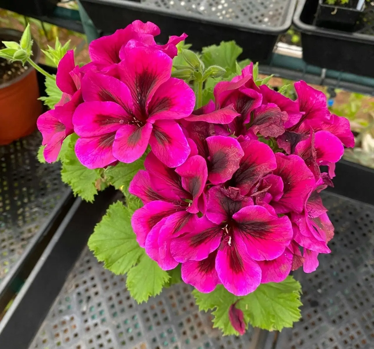 Geranium Oz Azalea cuttings or potted plant..