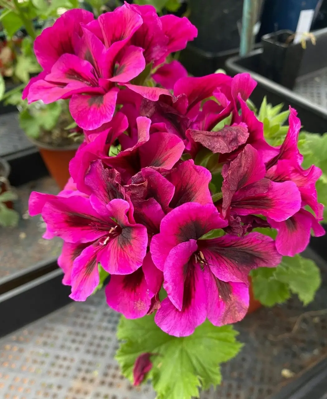 Geranium Oz Azalea cuttings or potted plant..