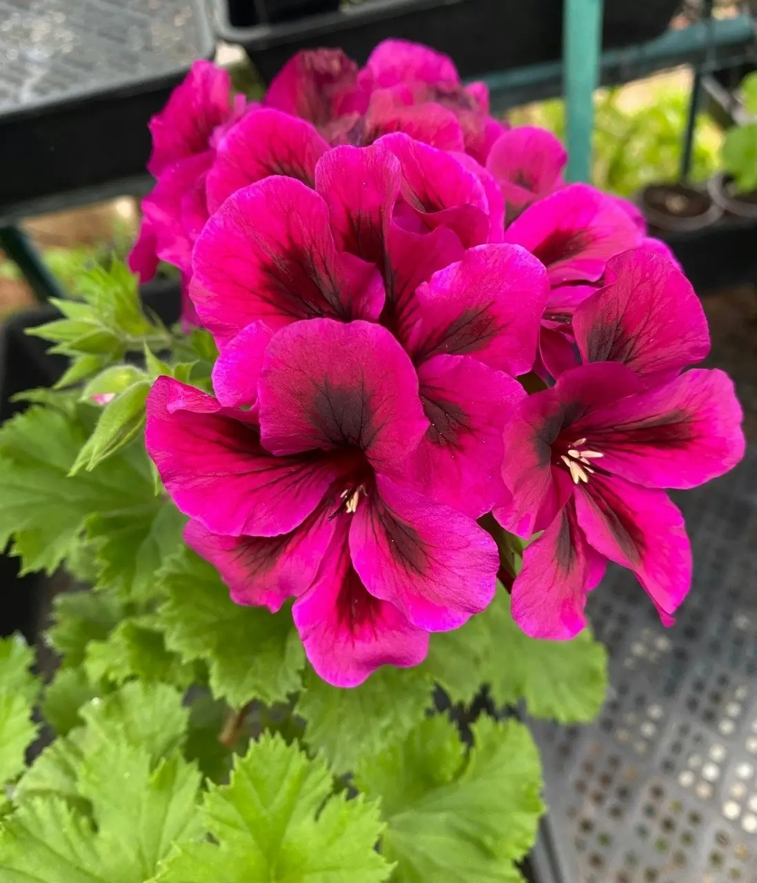 Geranium Oz Azalea cuttings or potted plant..