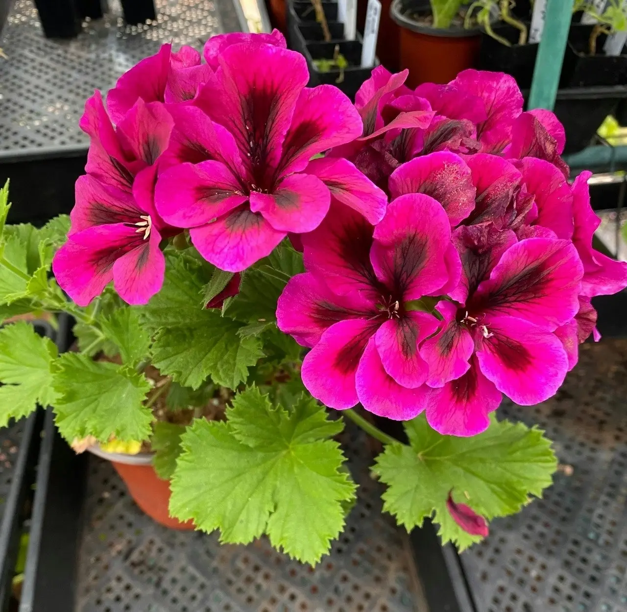 Geranium Oz Azalea cuttings or potted plant..