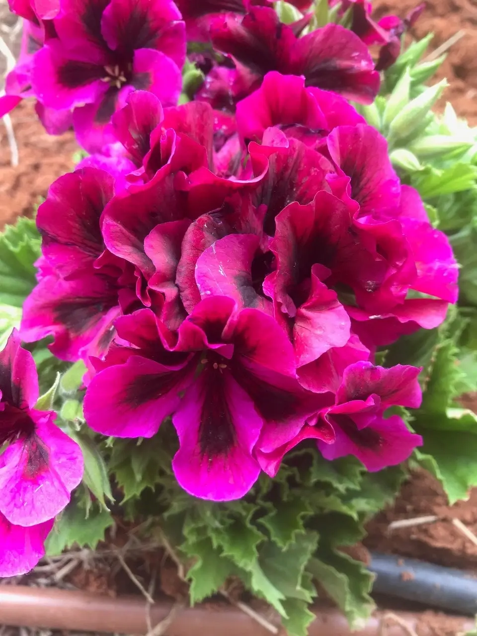 Geranium Oz Azalea cuttings or potted plant..