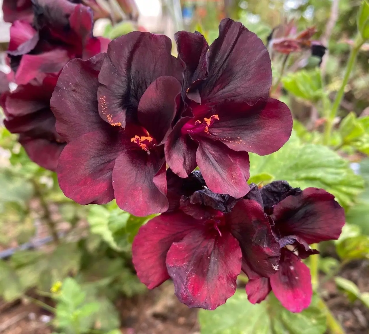 Geranium/Pelargomium Burgundy cuttings or potted plant..