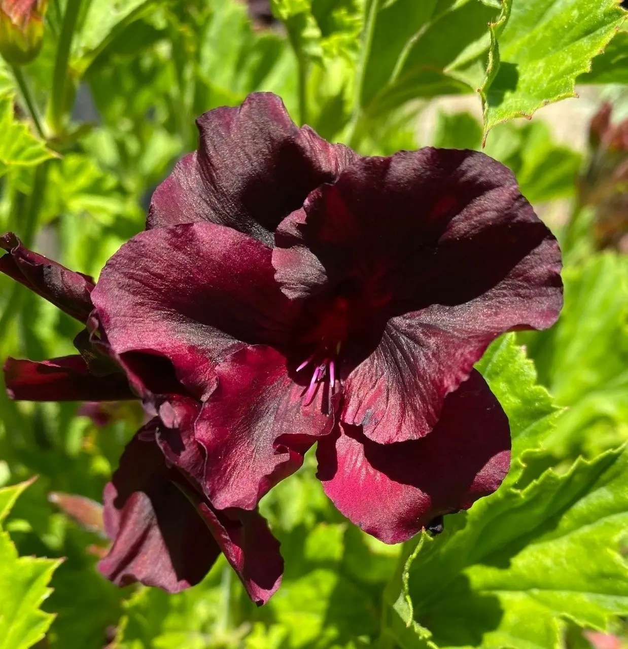 Geranium/Pelargomium Burgundy cuttings or potted plant..