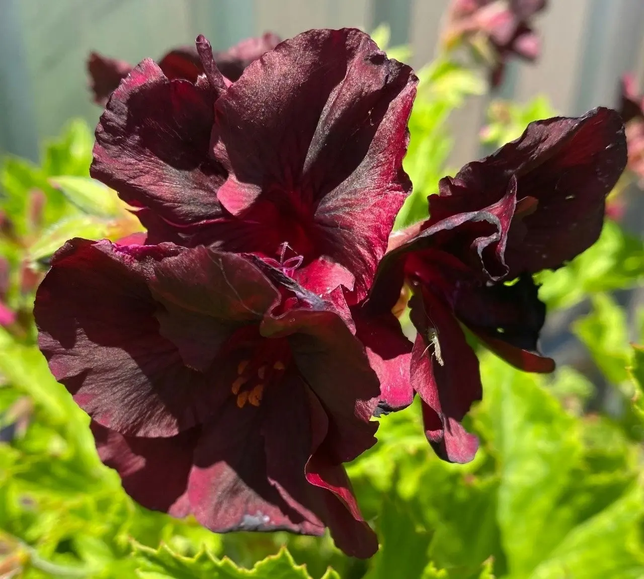 Geranium/Pelargomium Burgundy cuttings or potted plant..