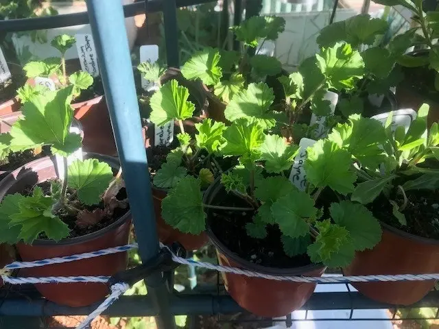 Geranium/Pelargomium Burgundy cuttings or potted plant..