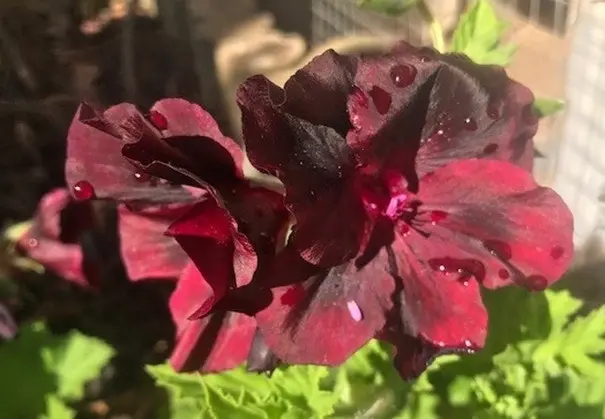 Geranium/Pelargomium Burgundy cuttings or potted plant..