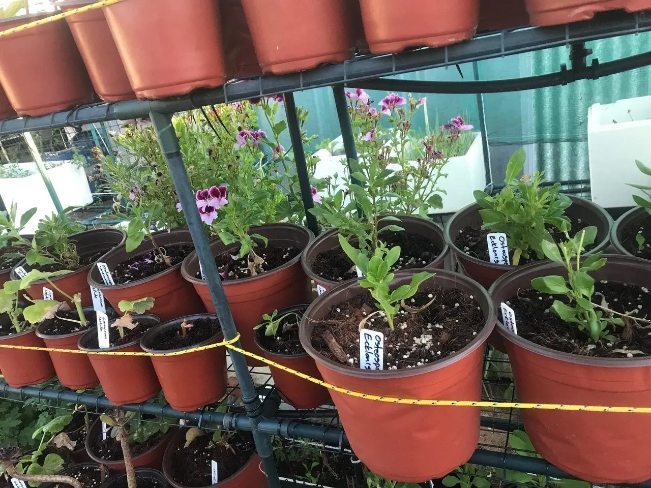 Geranium/Pelargomium Burgundy cuttings or potted plant..