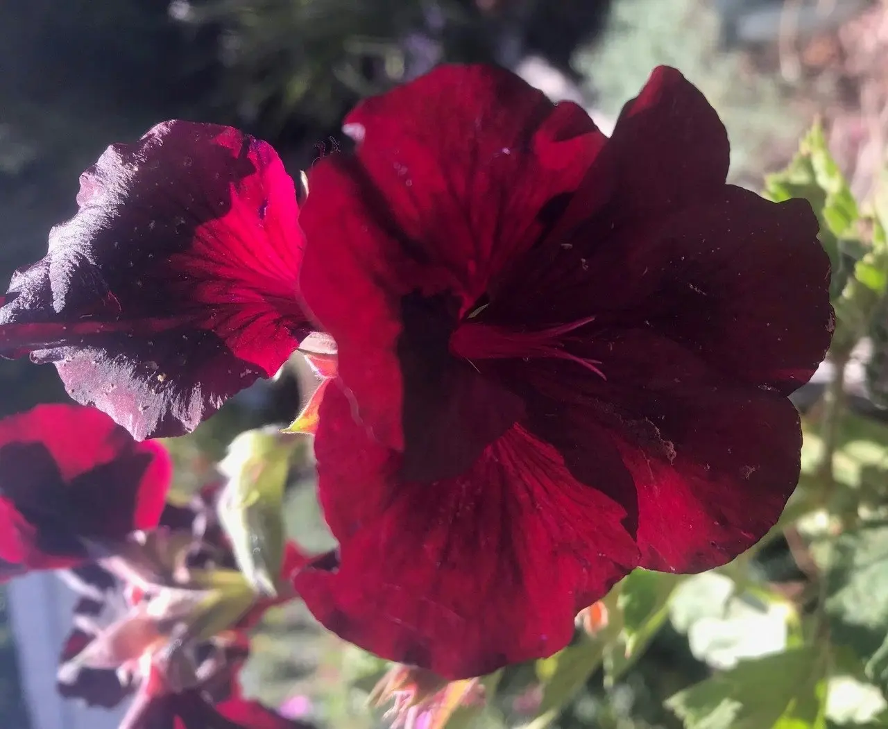 Geranium/Pelargomium Burgundy cuttings or potted plant..