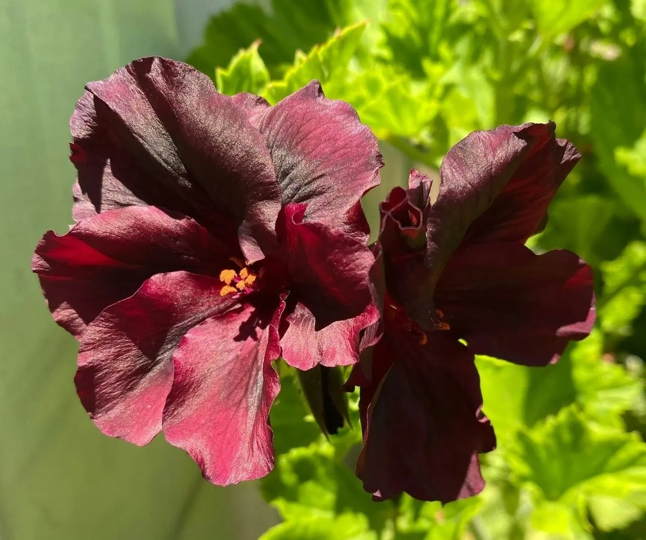 Geranium/Pelargomium Burgundy cuttings or potted plant..