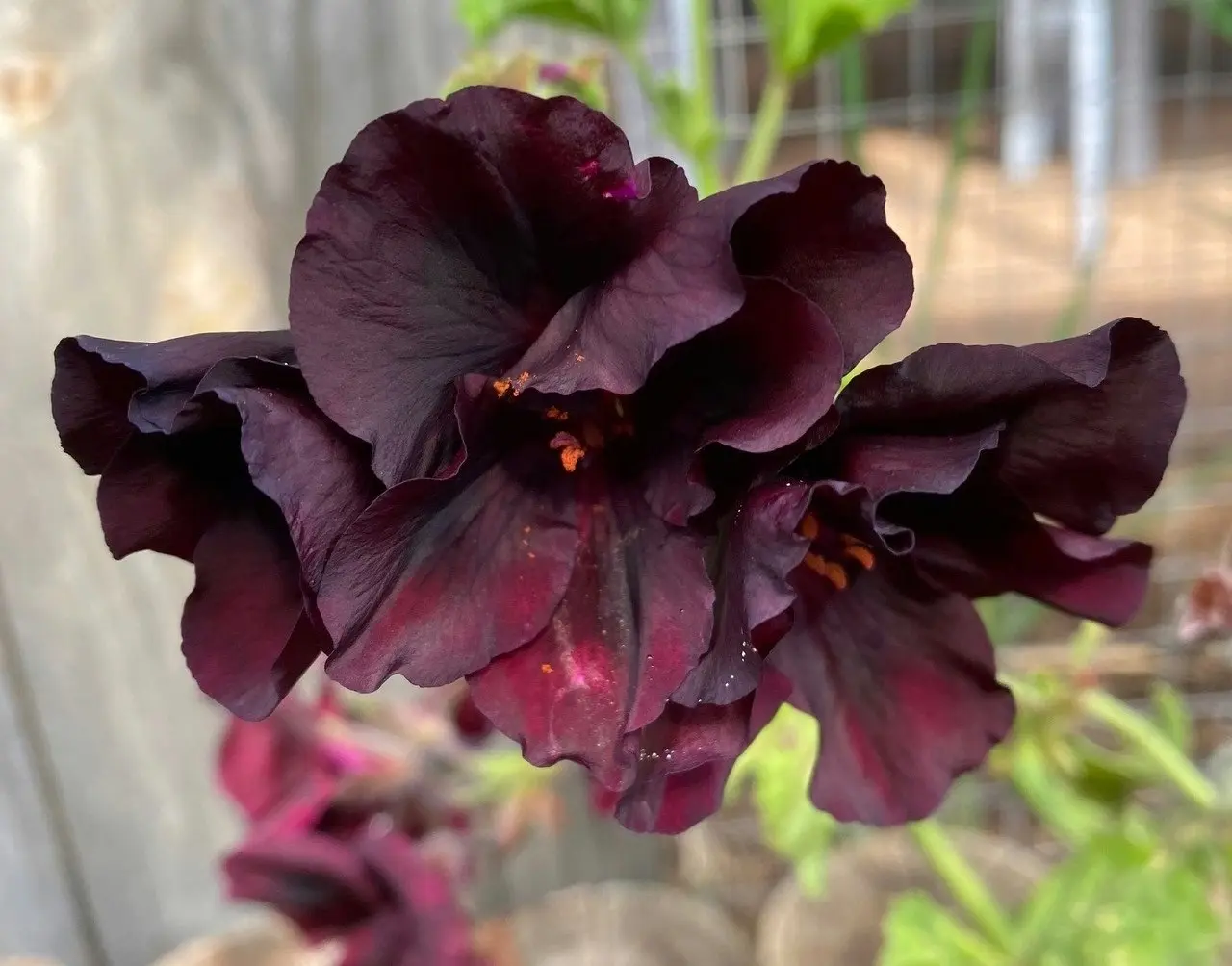 Geranium/Pelargomium Burgundy cuttings or potted plant..